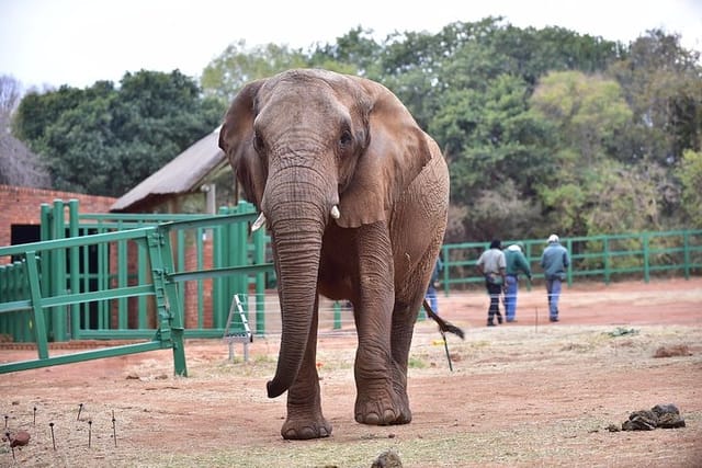 Ultimate Elephant Sanctuary Tour - Photo 1 of 6